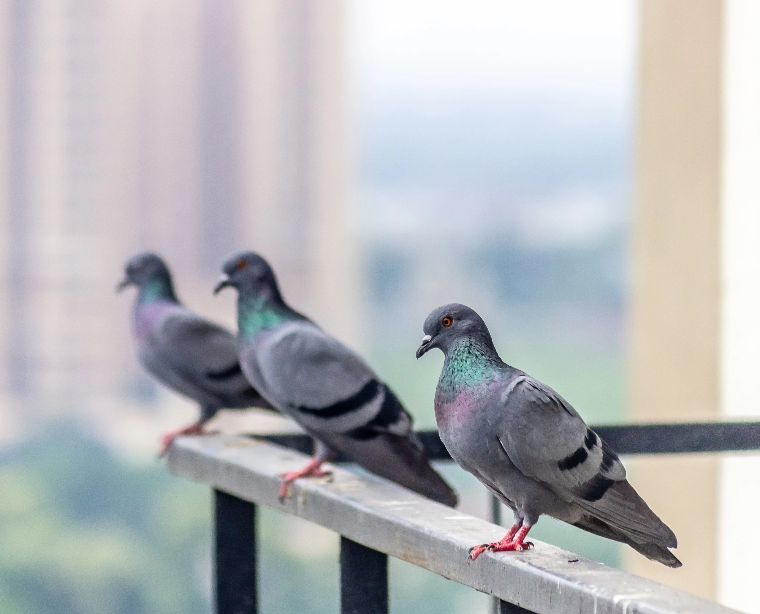 DEZINFEKCE, DEZINSEKCE A DERATIZACE BRNO